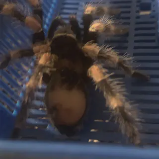 /img/21519-red5-tarantula-spiderling.webp