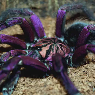 /img/21520-blue-tarantula-behavior.webp