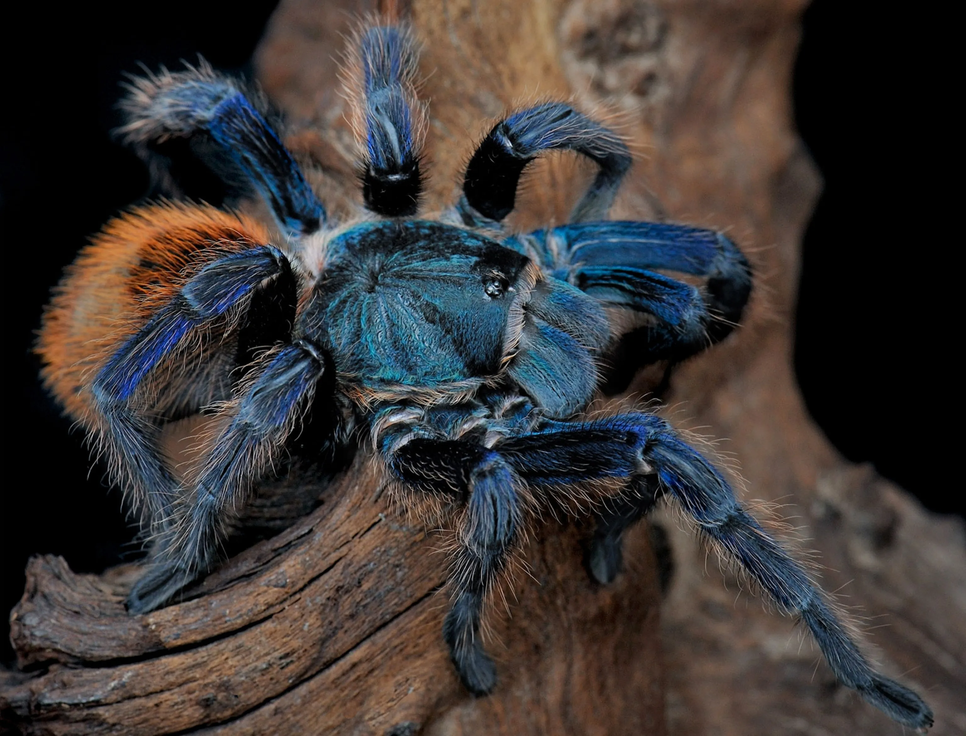 21520 blue tarantula enclosure