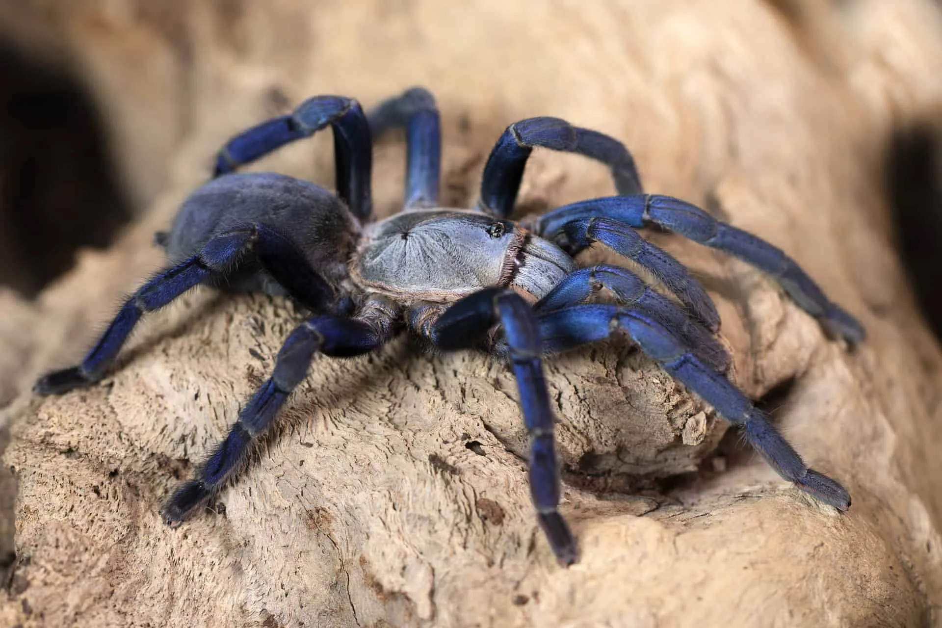 21520 blue tarantula venom