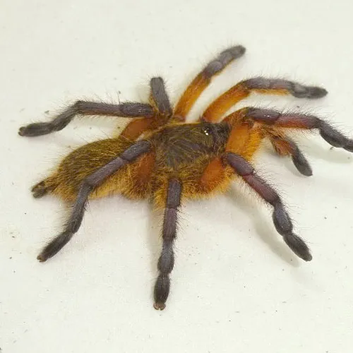 21521 golden blue leg baboon tarantula overview