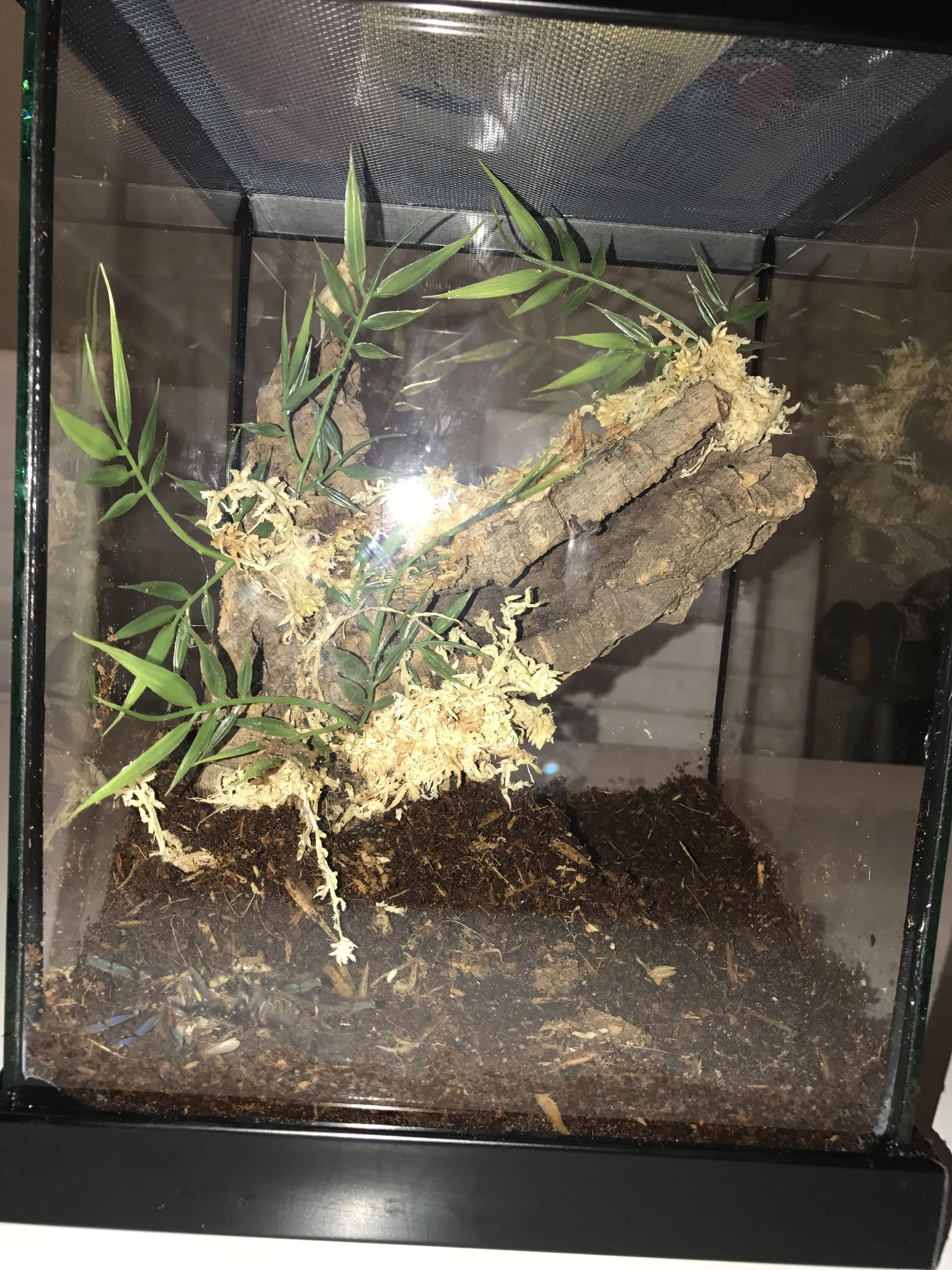 /img/21522-tarantula-eating-insect.webp