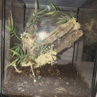 /img/21522-tarantula-eating-insect.webp