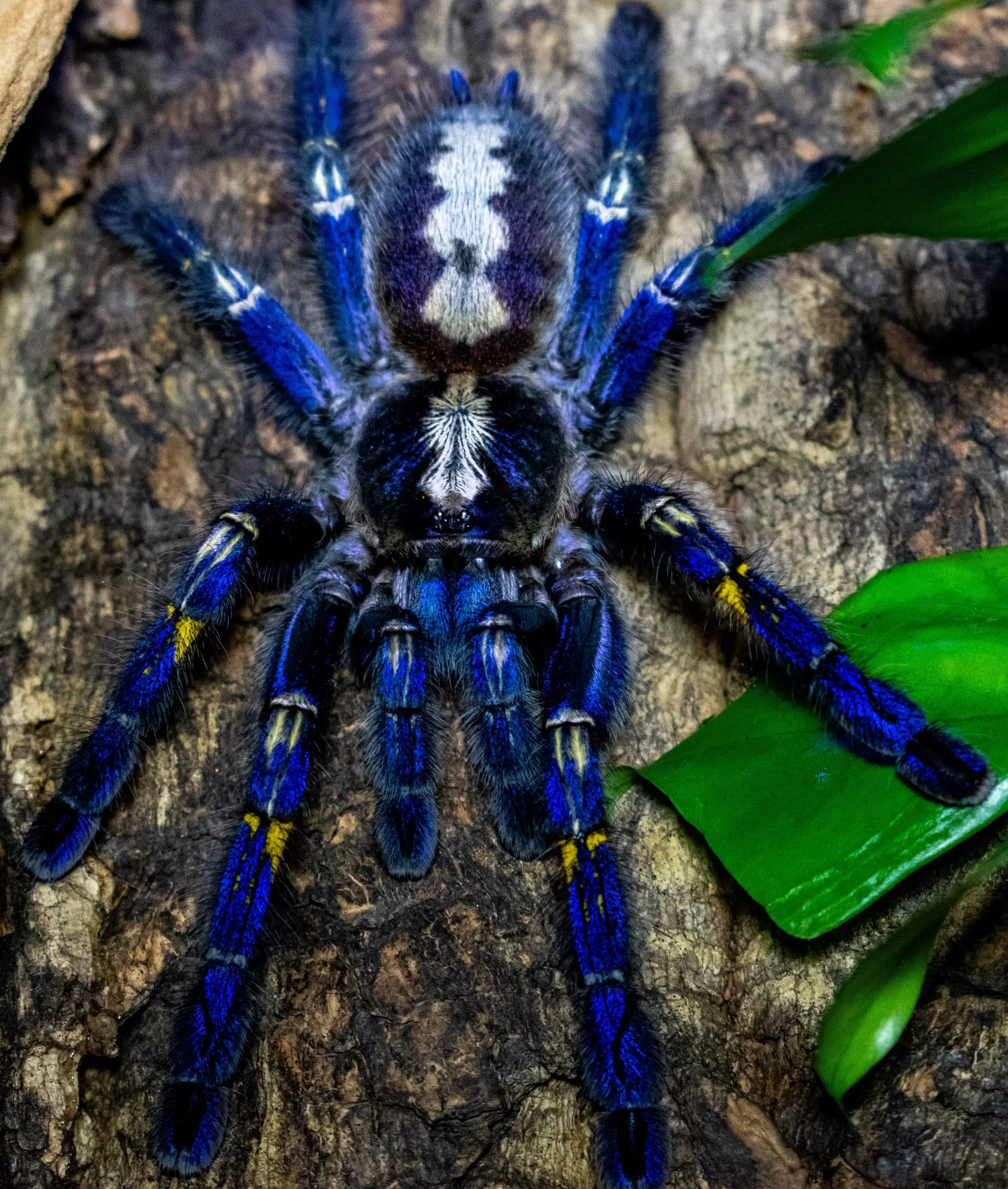 /img/21524-first-aid-tarantula.webp