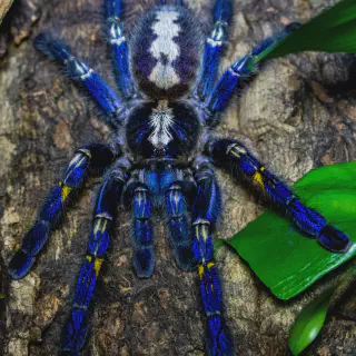 /img/21524-first-aid-tarantula.webp