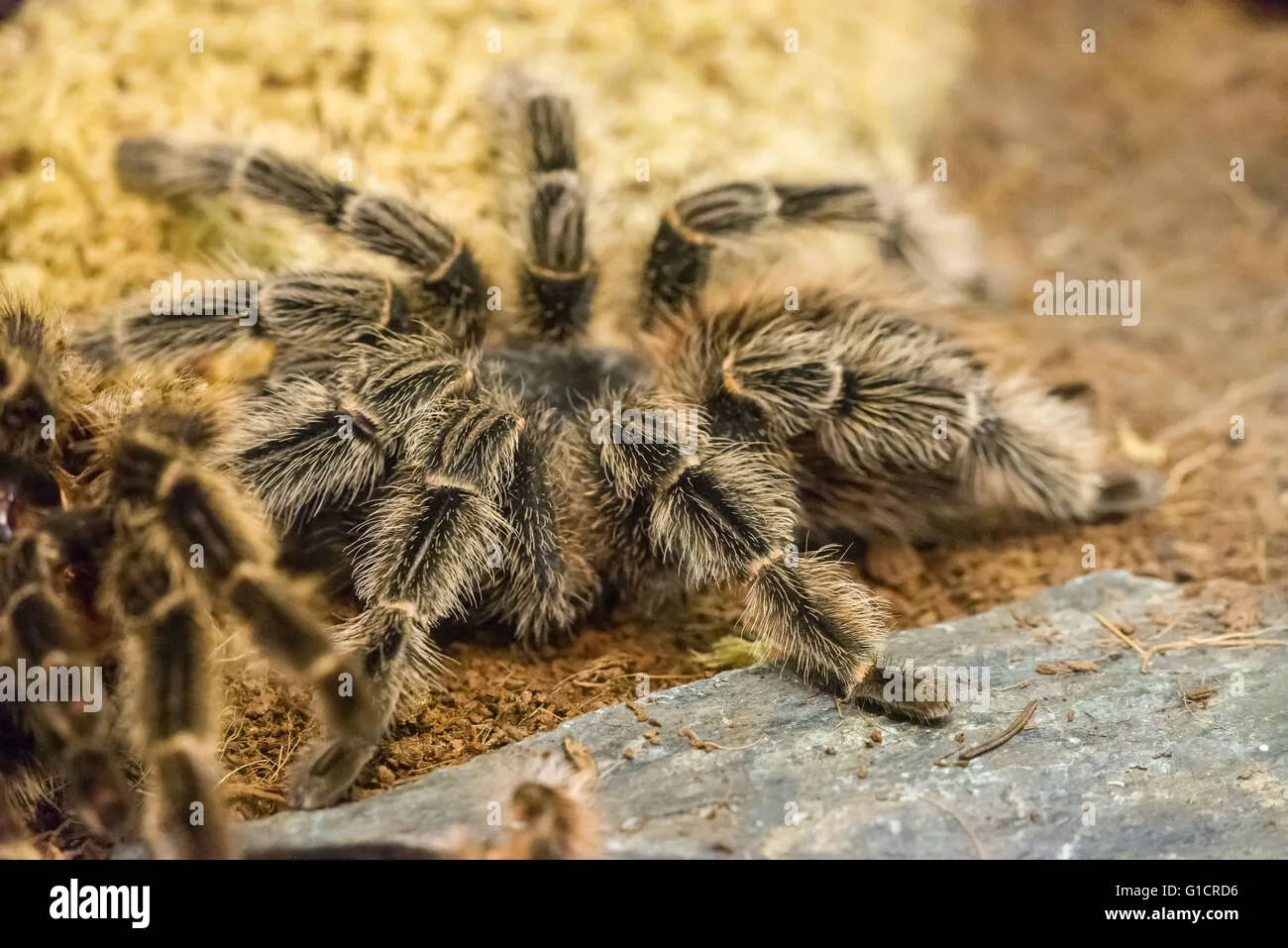 21524 local symptoms tarantula