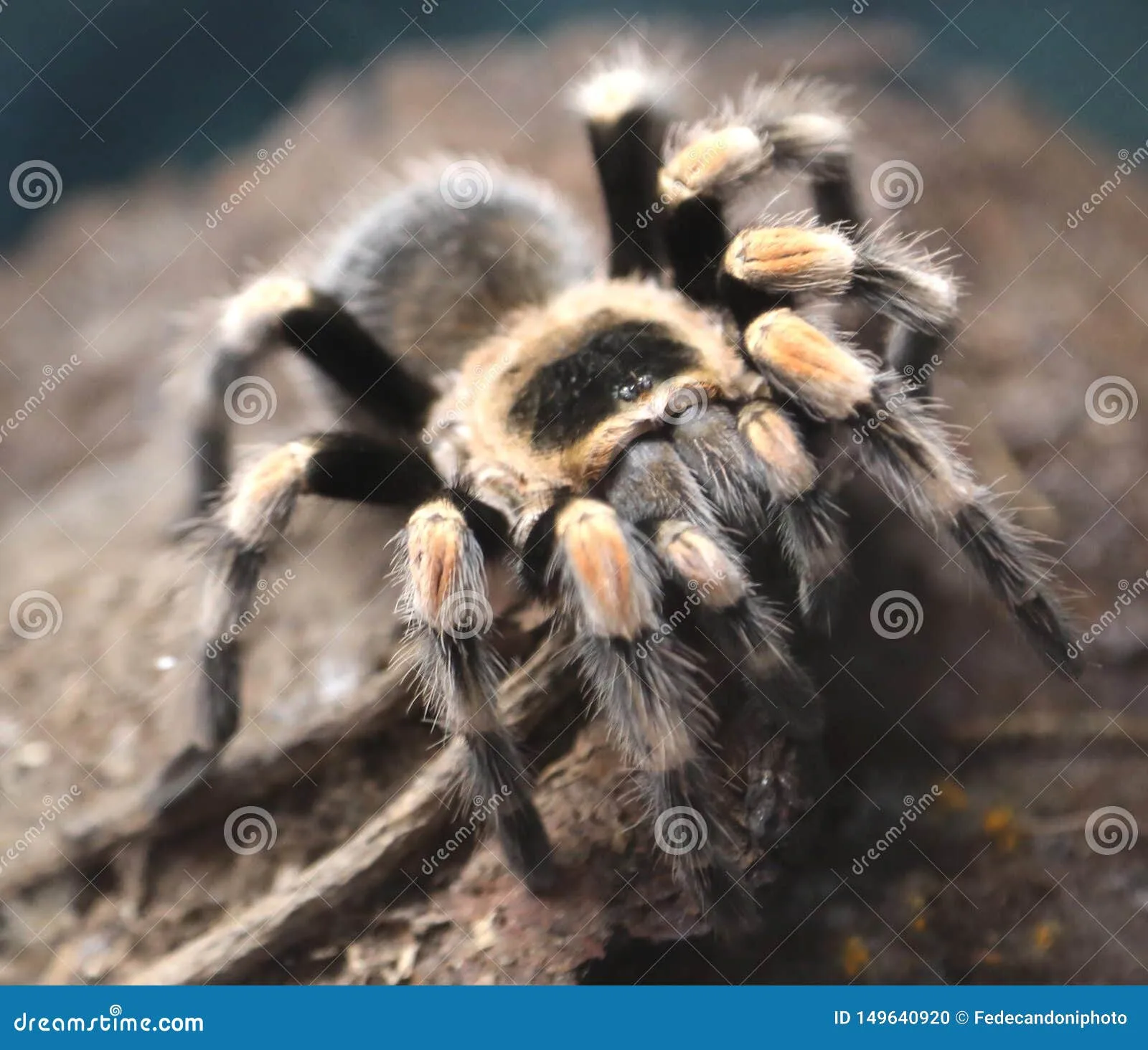 21524 tarantula habitat