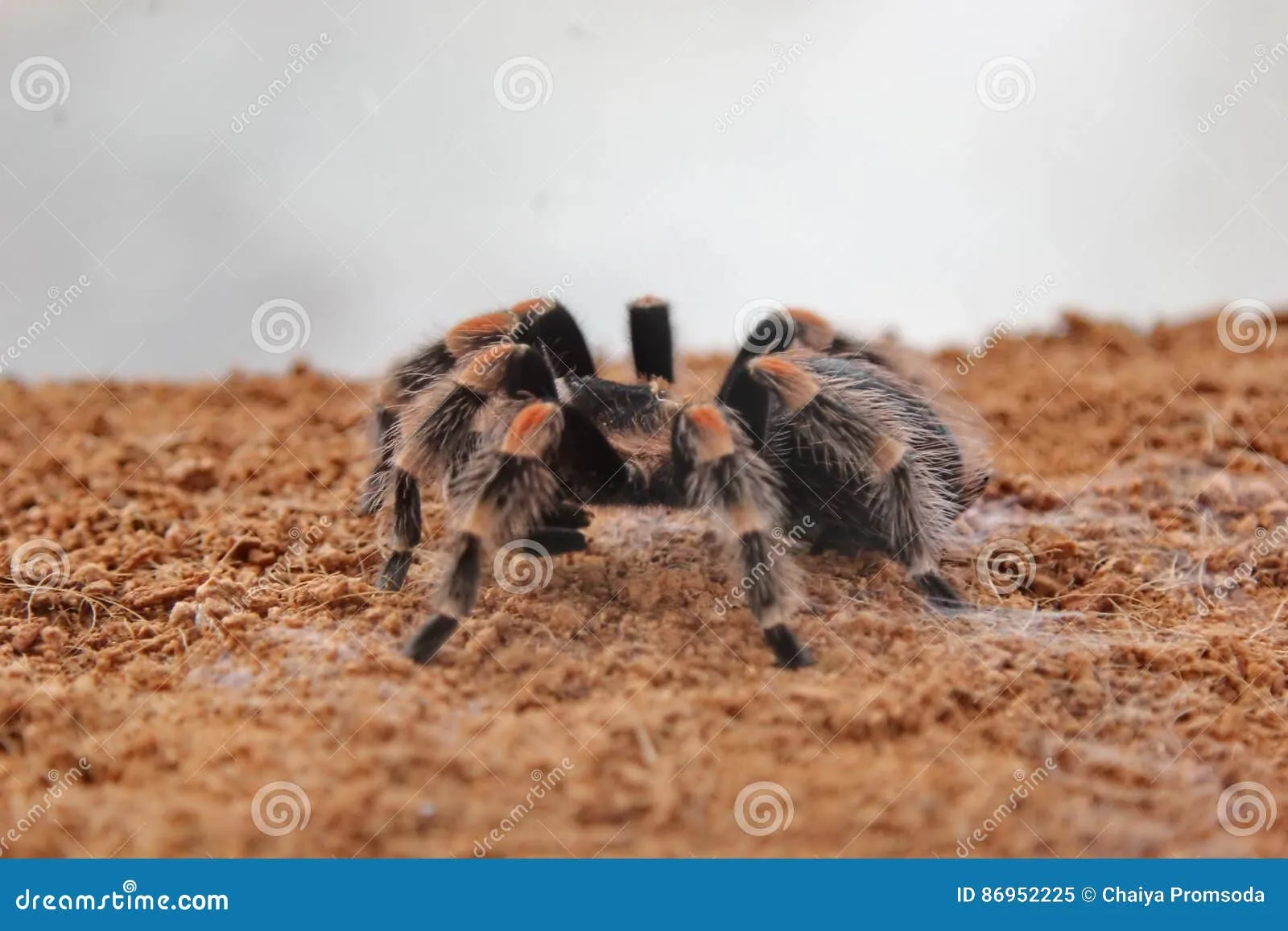 21524 tarantula handling