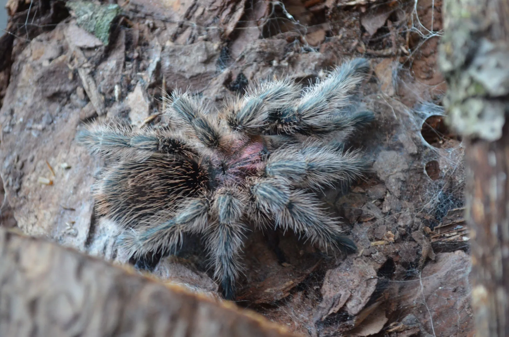 21530 rose hair tarantula enclosure