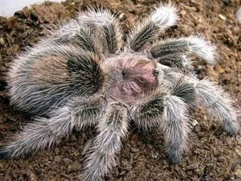 21530 rose hair tarantula habitat