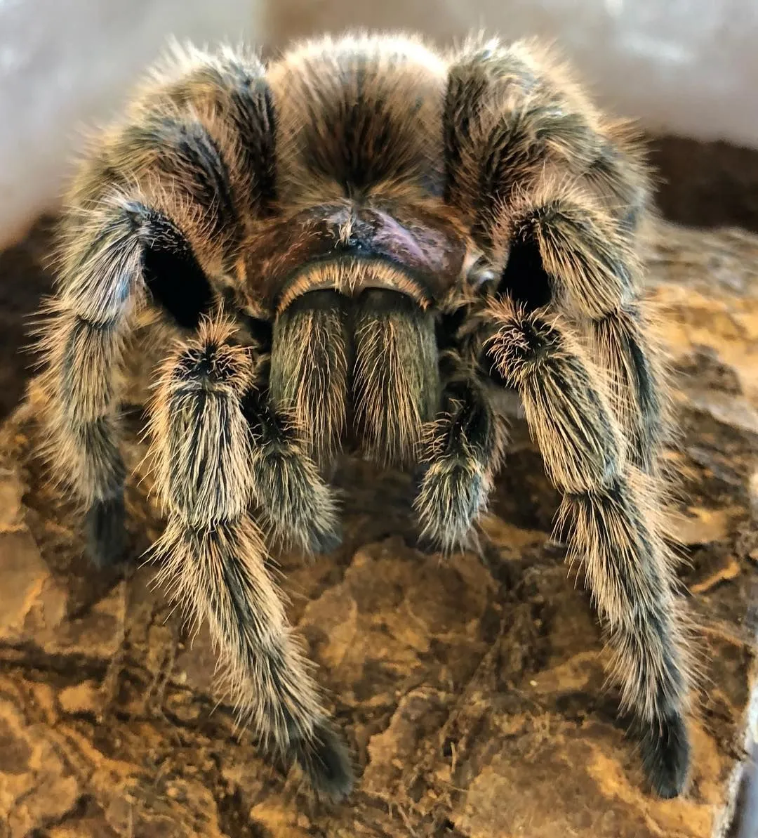 21530 rose hair tarantula handling