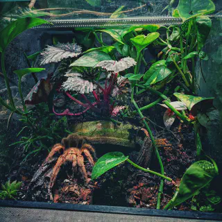 /img/21530-rose-hair-tarantula-health.webp