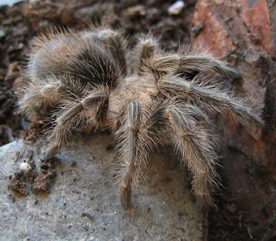 21530 rose hair tarantula substrate