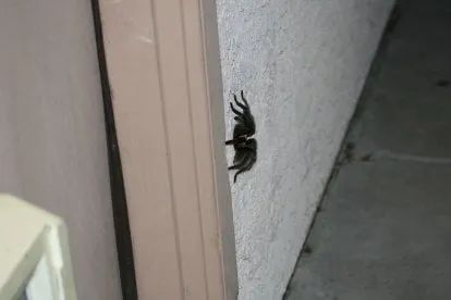 21532 female tarantula