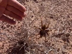 21532 male tarantula