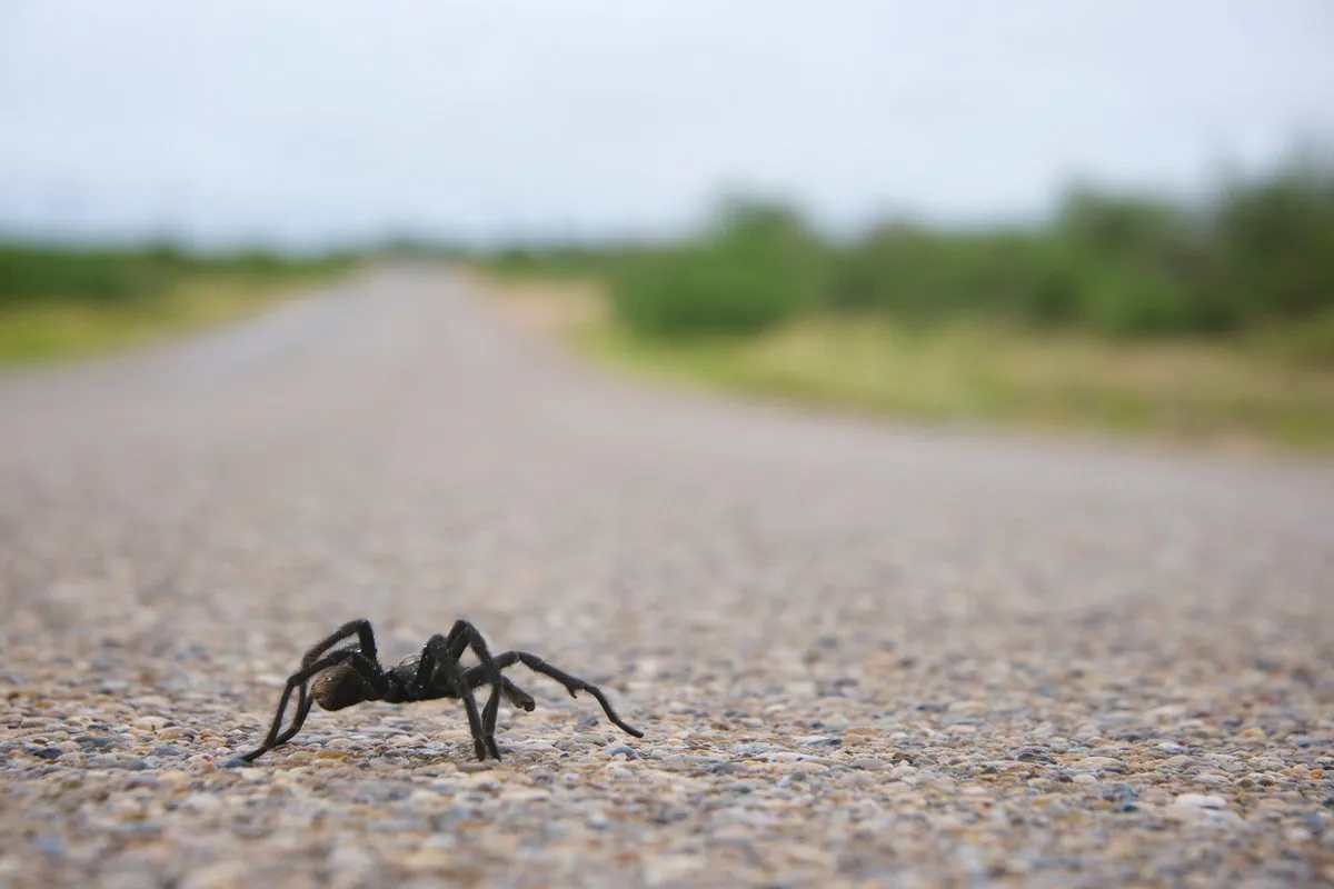 /img/21532-observing-tarantulas.webp