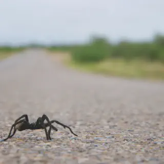 /img/21532-observing-tarantulas.webp