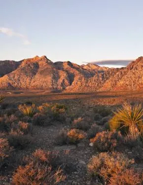 21532 tarantula conservation