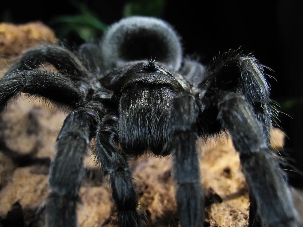 21533 black beauty tarantula feeding
