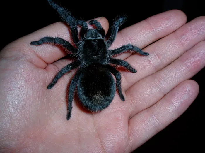 21533 black beauty tarantula habitat
