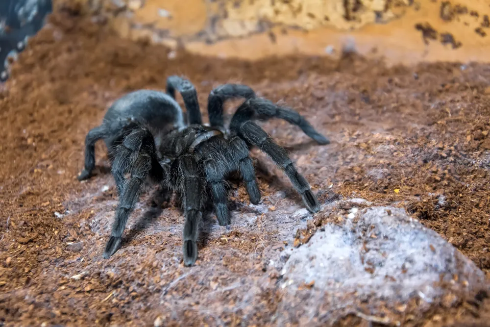 21533 black beauty tarantula overview