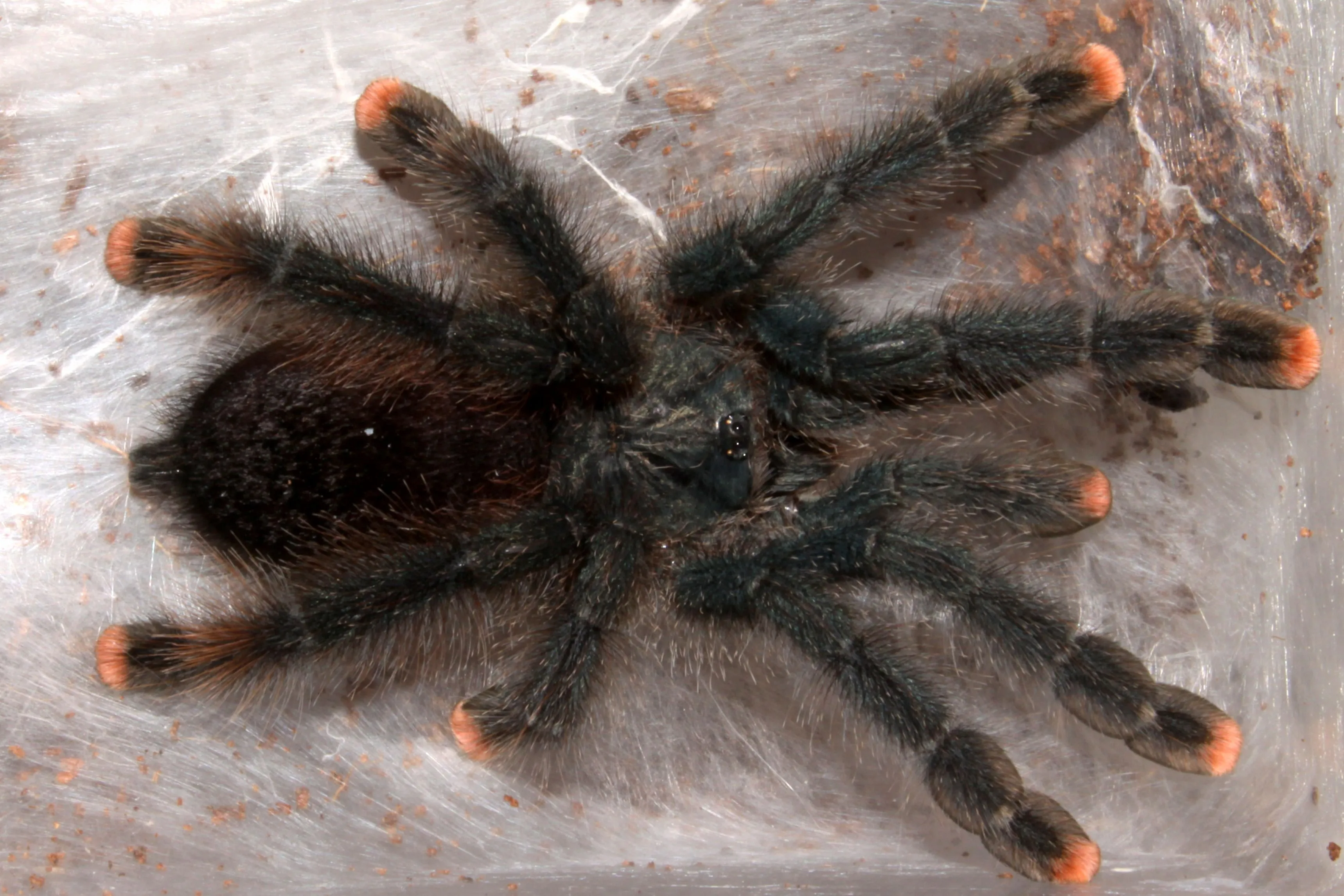 21535 tarantula handling