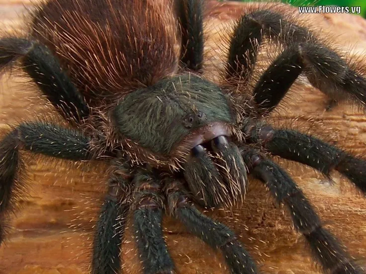 21537 panser tarantula eating