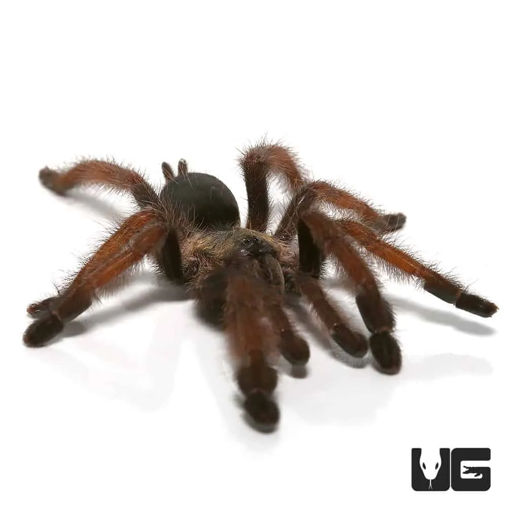 21537 panser tarantula habitat