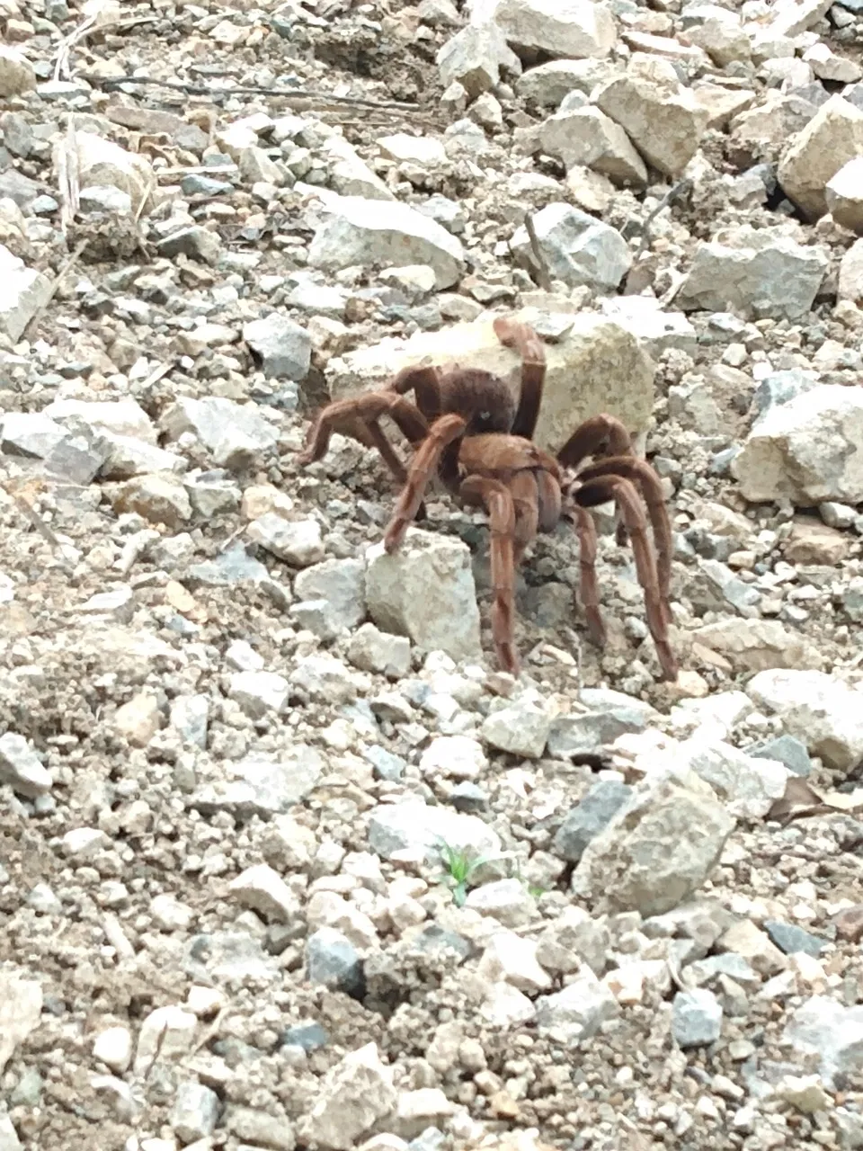 /img/21537-panser-tarantula-health.webp