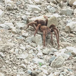 /img/21537-panser-tarantula-health.webp