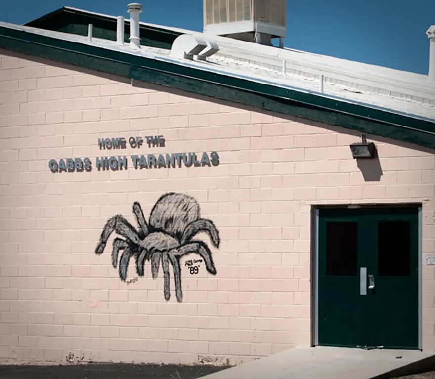 21538 male tarantula migration