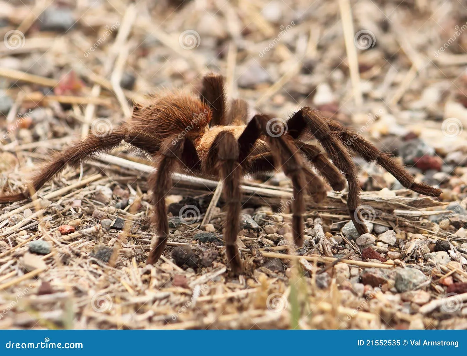 21538 tarantula close up