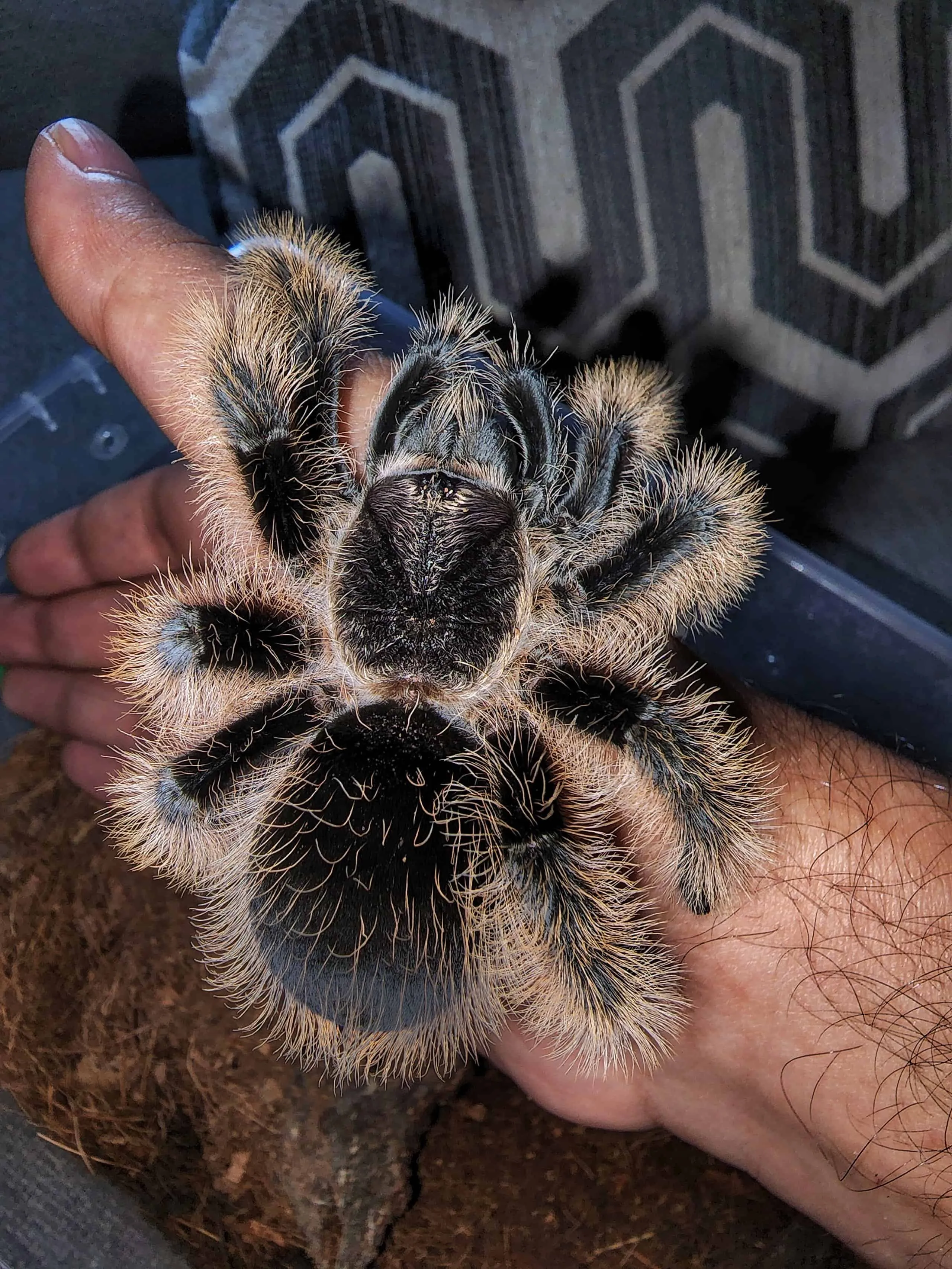 21539 nicaragua curly hair tarantula enclosure