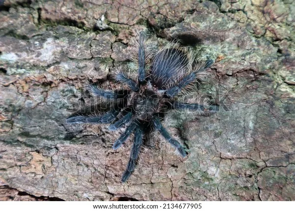 21539 nicaragua curly hair tarantula feeding