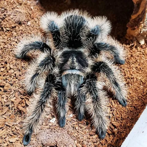 21539 nicaragua curly hair tarantula habitat