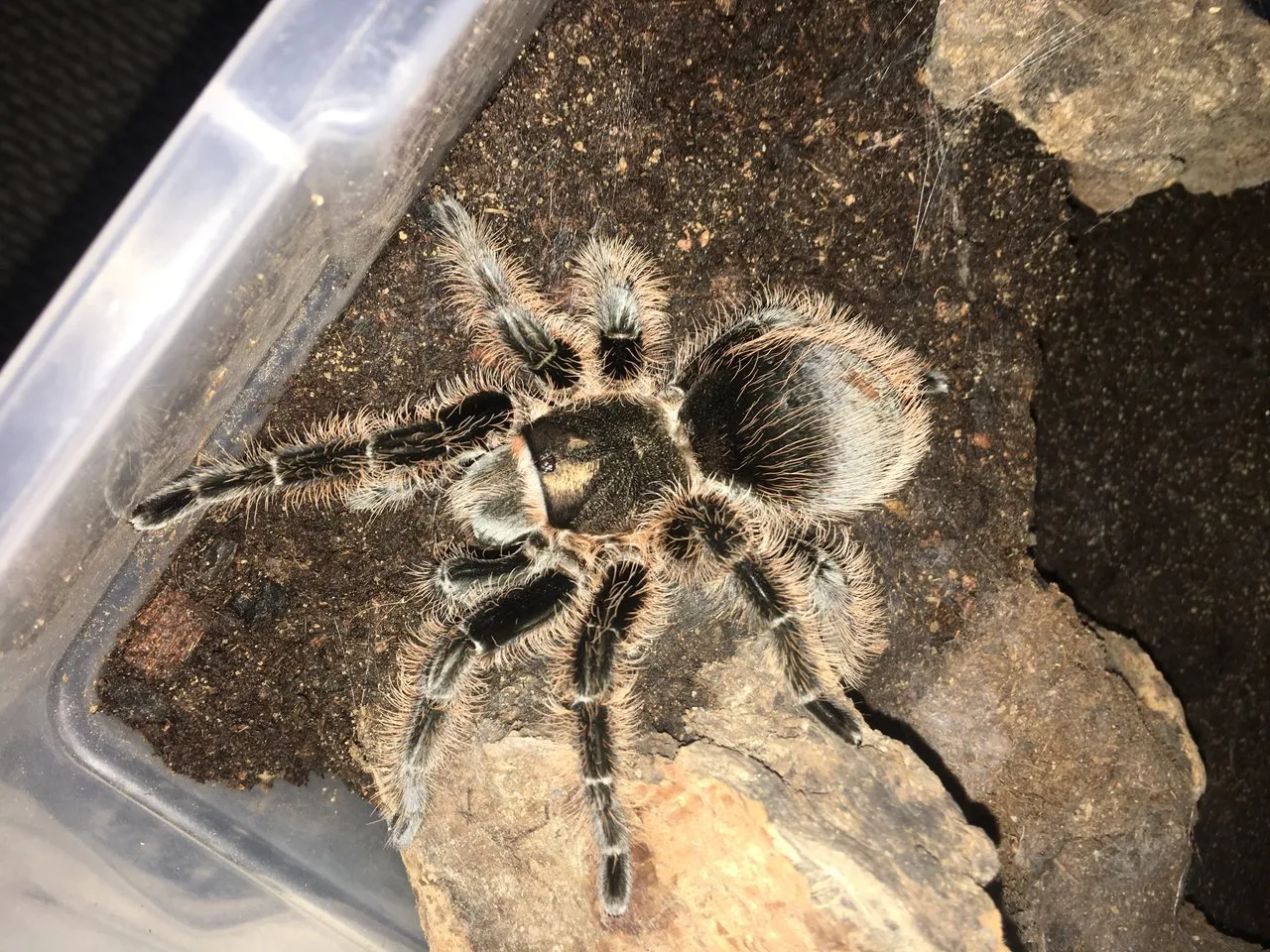 /img/21539-nicaragua-curly-hair-tarantula-health.webp