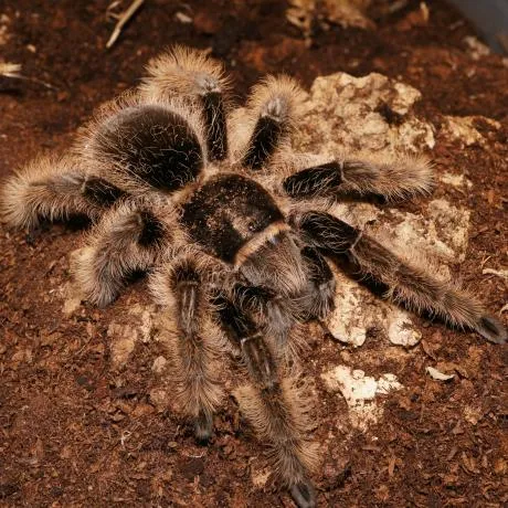 21539 nicaragua curly hair tarantula molting