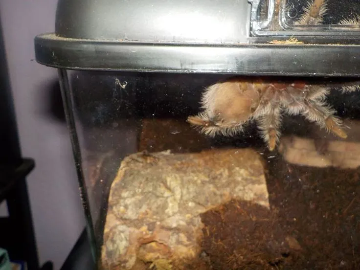 21539 nicaragua curly hair tarantula substrate