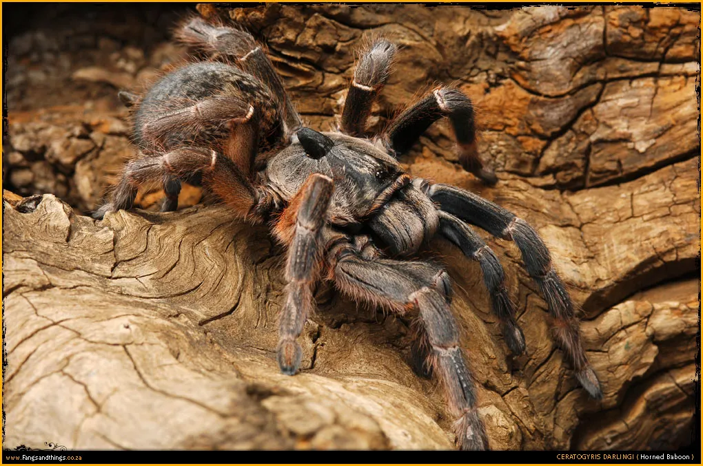 21542 straight horned baboon tarantula anatomy