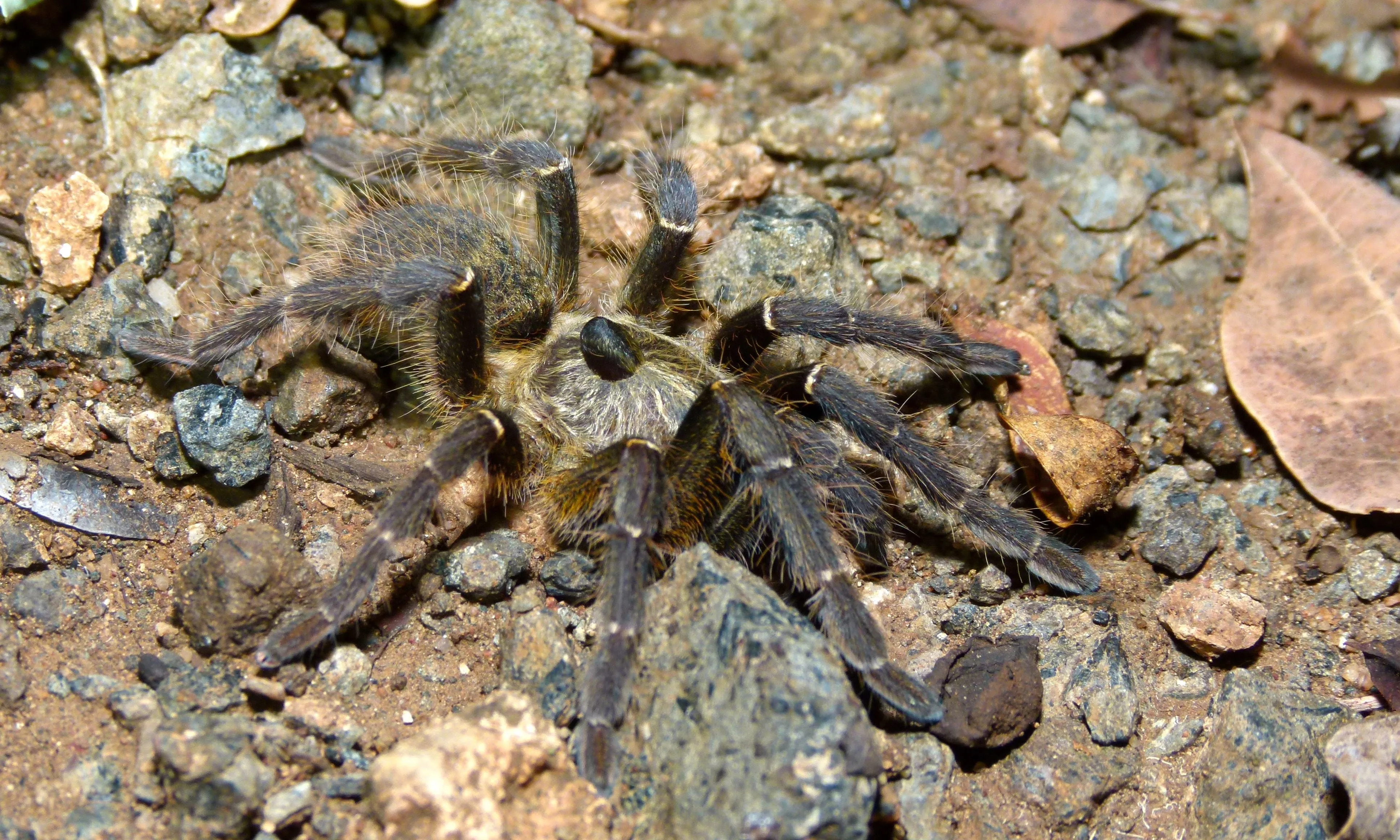 21542 straight horned baboon tarantula breeding