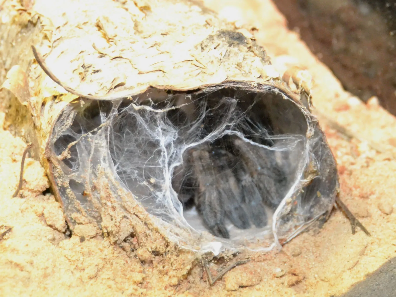 21542 straight horned baboon tarantula feeding