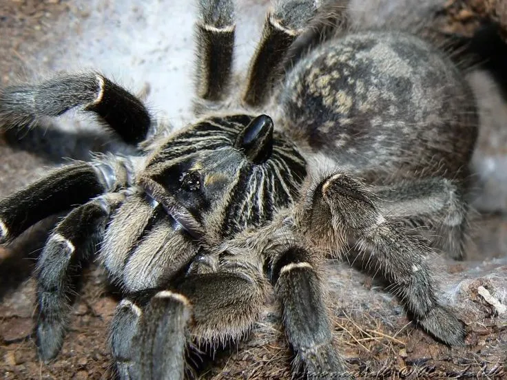 21542 straight horned baboon tarantula habitat