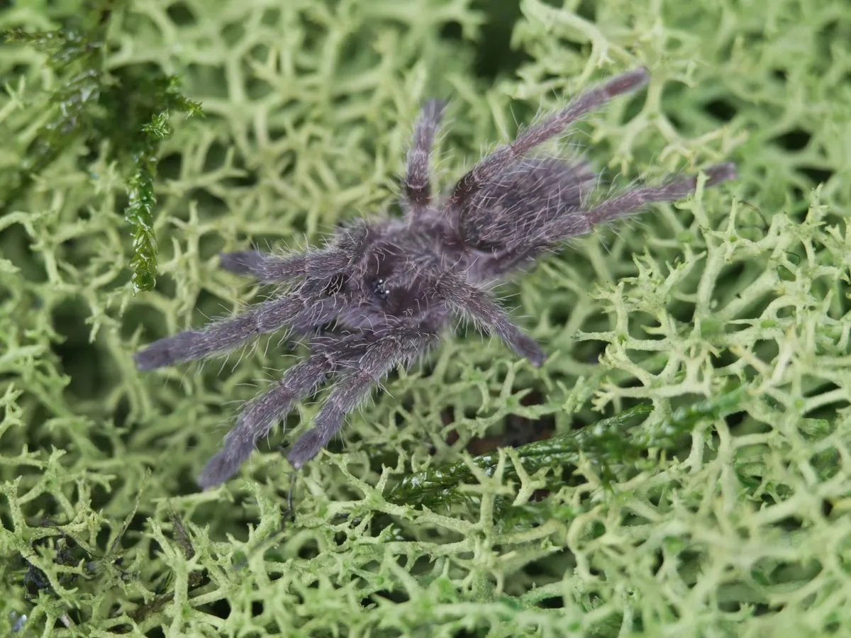 21542 straight horned baboon tarantula handling