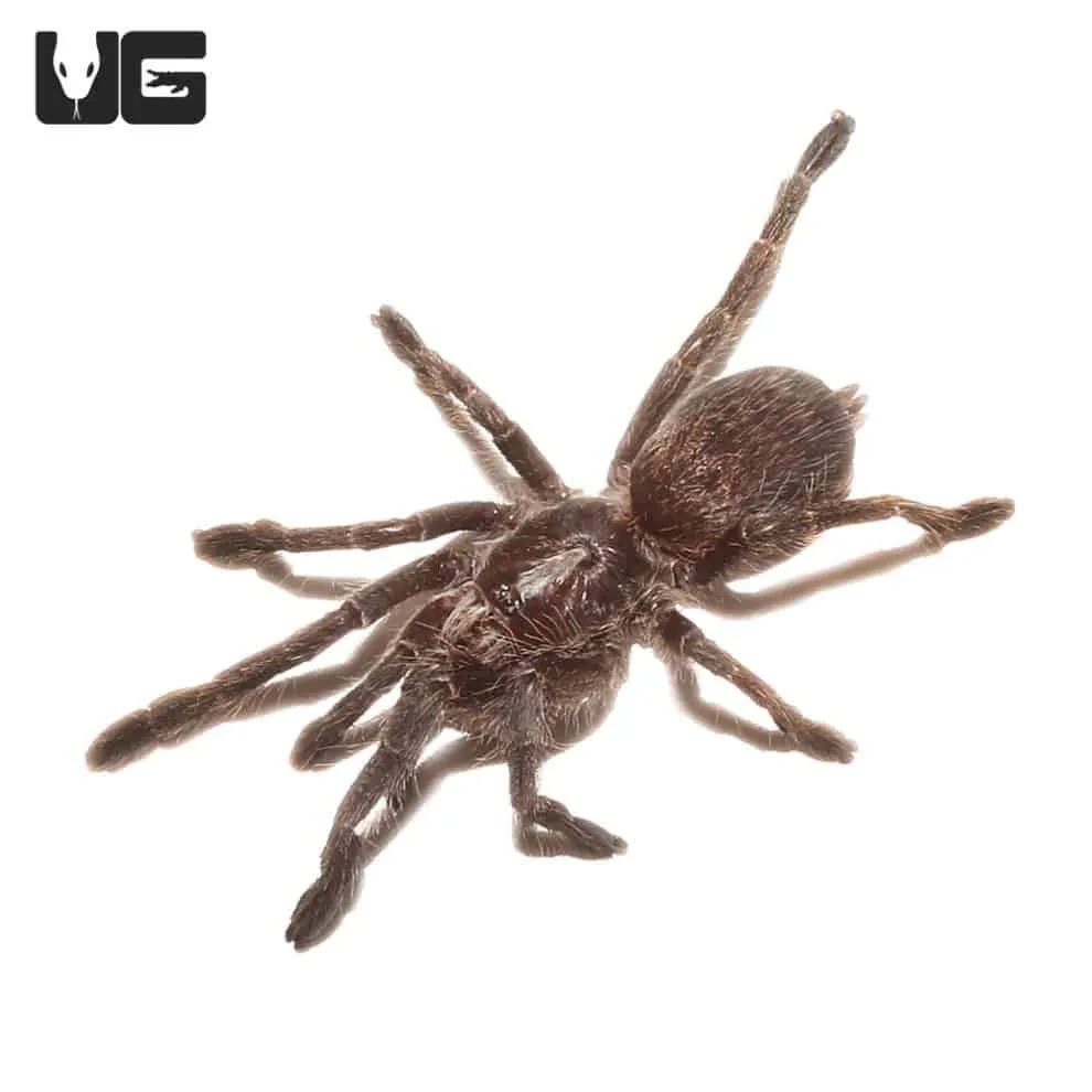 21542 straight horned baboon tarantula molting