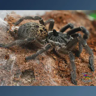 /img/21542-straight-horned-baboon-tarantula-substrate.webp