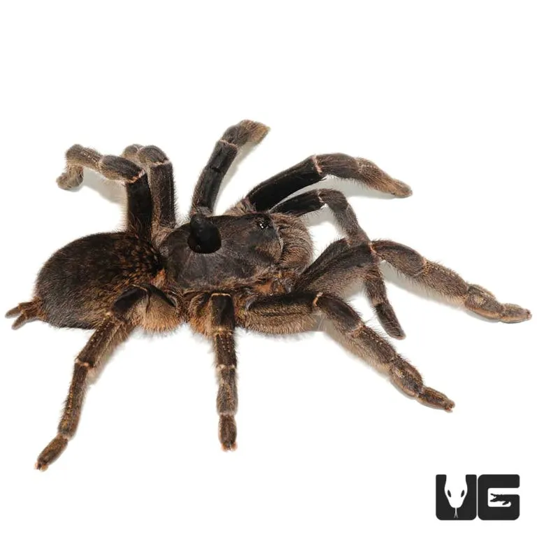 21542 straight horned baboon tarantula tank