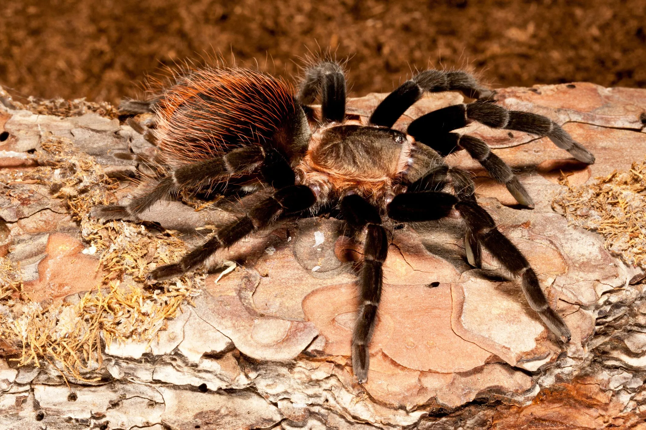 21543 brachypelma hamorii