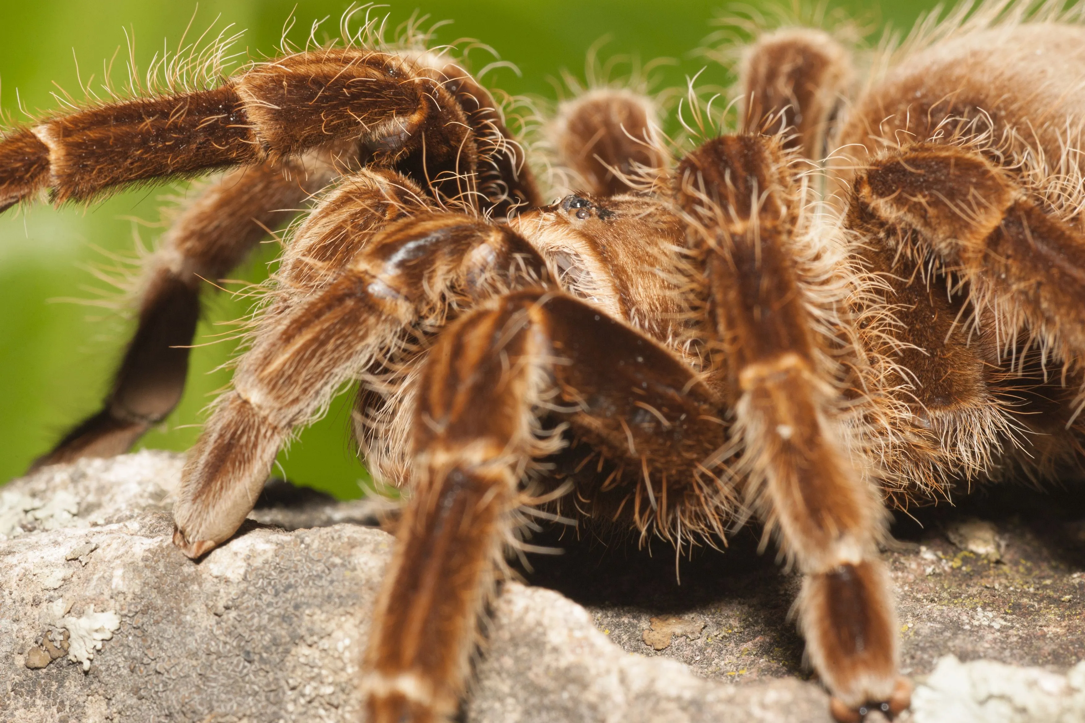 21543 tarantula feeding