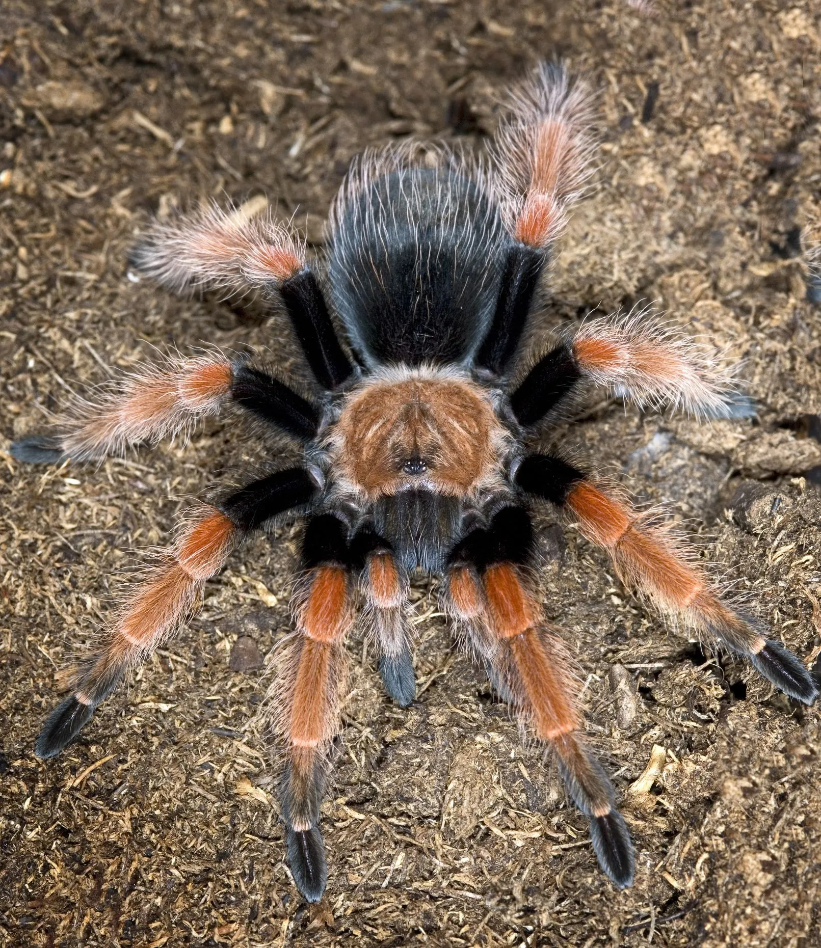 /img/21543-tarantula-health.webp