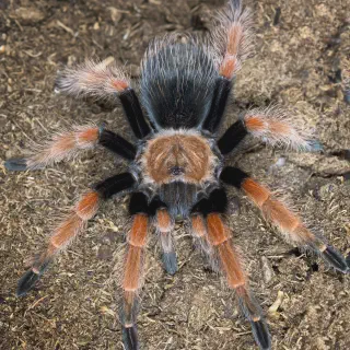 /img/21543-tarantula-health.webp